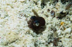 bobtail squid,wakatobi 2004,F90+105mm by Marco Wannenmacher 